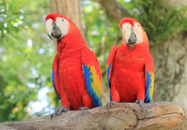Les perroquets ont la langue noire ou rose.