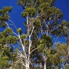 Nature : originaire d'Australie, où il représente 95% des forêts, cet arbre peut dépasser les 60 mètres de haut :