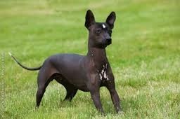 La race de chien Xoloitzcuintle est originaire de quel pays ?