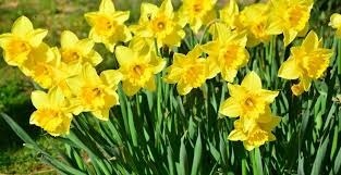 Quelle fleur possède des trompettes dont on dit qu'elles annoncent le printemps ?