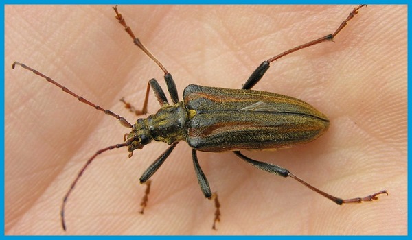 Quelle est la particularité des insectes xylophages ?