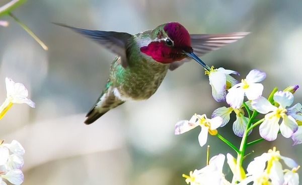 Quelle est la particularité du colibri ?