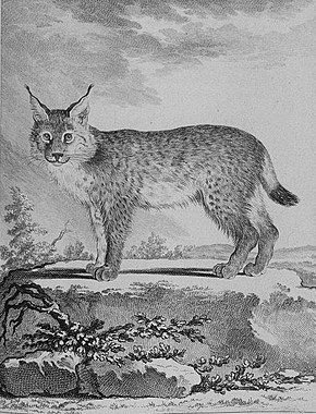 Dans la mythologie amérindienne, le lynx est associé à quel élément ?