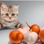 Czy kot może jeść cebule ?