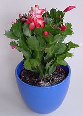 Donnez le nom usuel, le nom botanique et la famille de cette plante :