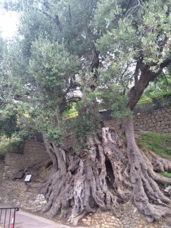 L’arbre le plus vieux de France serait âgé de 2 000 ans. On le trouve à Roquebrune-Cap-Martin (Alpes-Maritimes). De quelle espèce s’agit-il ?
