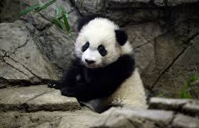 A la naissance, le panda pèse 100 grammes.