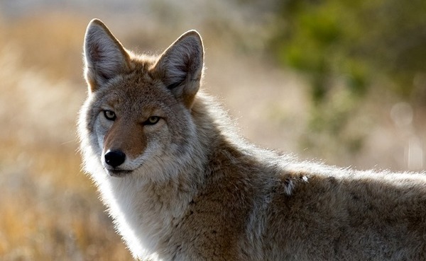 Et pour finir, voici le coyote d'Amérique !