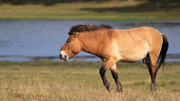 Quelle espèce de cheval vivant à l'état sauvage rappelle les représentations de l'art préhistorique ?