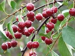 De quel fruit la Montmorency est-elle une variété ?