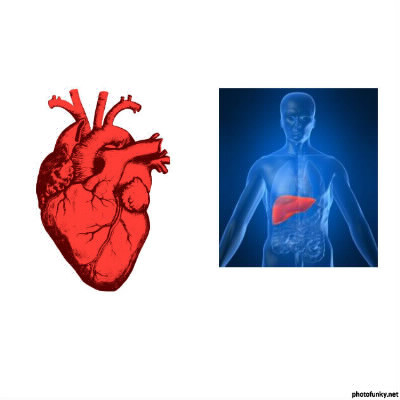 Le coeur est-il plus lourd que le foie (organe) ?