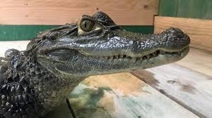 Quelle est cette race de crocodile ?