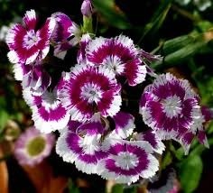 Devine la fleur