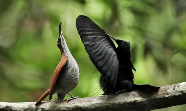 Le plumage du paradisier noir, oiseau de Papouasie-Nouvelle-Guinée, possède une particularité unique dans le règne animal. Laquelle ?
