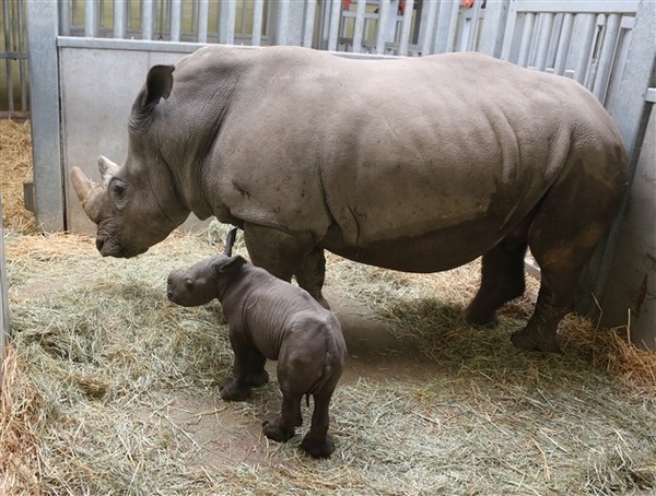 Combien de temps dure la gestation chez un rhinocéros blanc ?