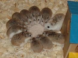 Les hamsters vivent-ils en groupe ?