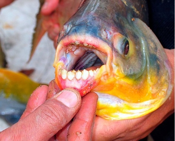 Les dents du pacu ressemblent étrangement à des dents...