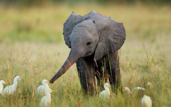 Par quel nom désigne-t-on le petit de l'éléphant ?