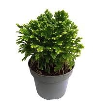 Donnez le nom usuel de cette plante :