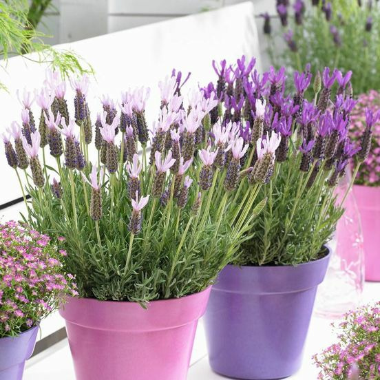 Donnez le nom usuel et le nom botanique de cette plante ?
