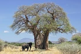 Comment est surnommé le baobab, en raison de sa capacité à stocker une importante quantité d’eau dans son tronc ?