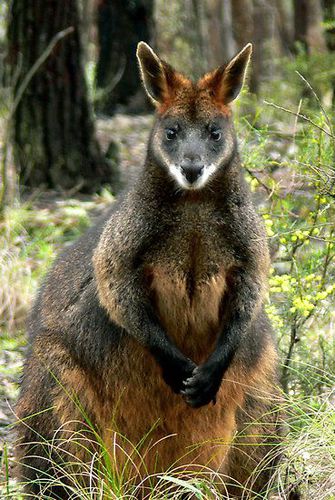 Quel est ce marsupial, de la famille des Macropodidés, dit aussi "des marais", dont le dos et la tête sont brun roux et le ventre roux orangé ?