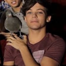 Comment s'appelle le pigeon sur l'épaule de Louis ?