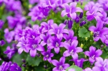 Quel type de message peut véhiculer la violette dans le langage des fleurs ?