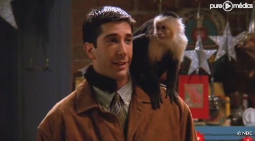 Comment s'appelle le singe de Ross ?