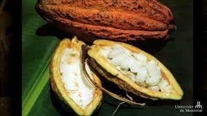 Le cacaoyer est un petit arbre à feuilles persistantes qui pousse naturellement dans la forêt amazonienne. Son fruit a la forme d’un ballon de rugby. Comment l’appelle-t-on ?
