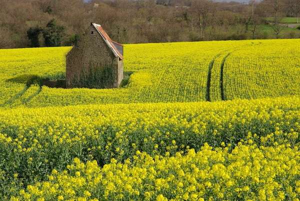 Le biocarburant utilisé en France est produit à partir de deux plantes, lesquelles ?