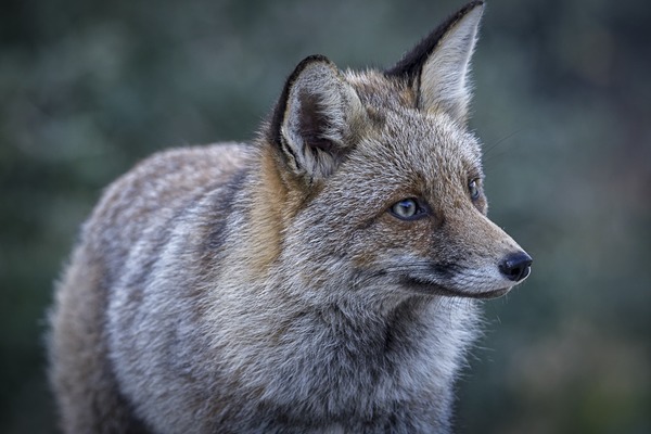 Comment appelait-on le renard avant le XVIIIème siècle ?
