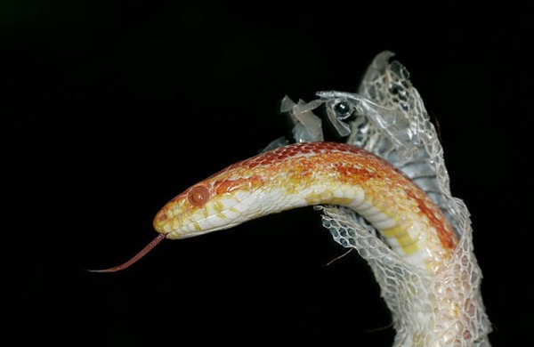 Comment s'appelle le fait que les serpents et d'autres animaux perdent leur peau en grandissant ?
