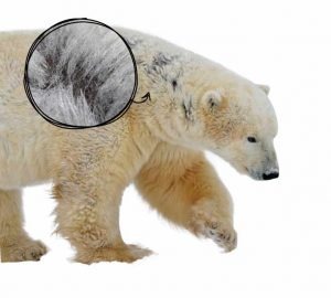 L'ours polaire est blanc car sa peau et ses poils sont blancs.