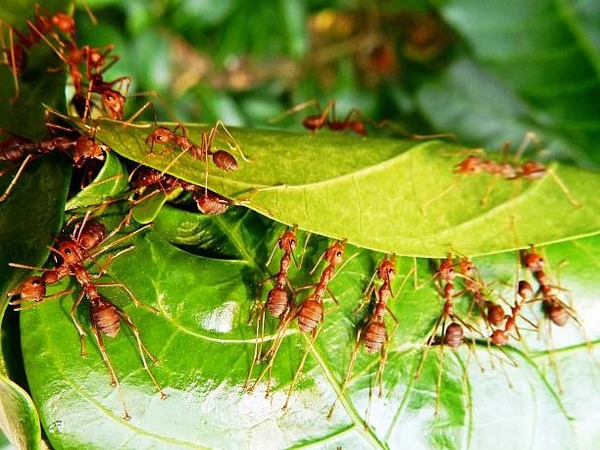Ces fourmis sont capables de coudre des feuilles entre elles, trouvez le nom d'un métier !