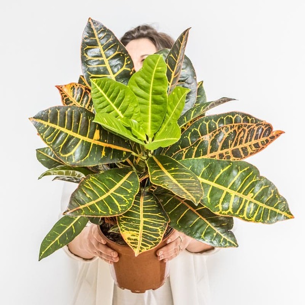 Donnez le nom usuel de cette plante ?
