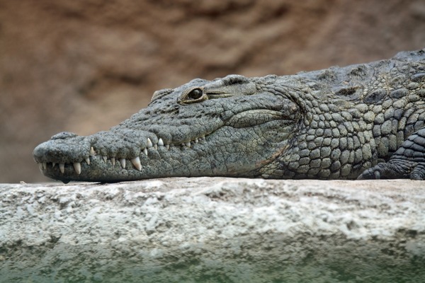 A quoi reconnait-on principalement un crocodile, un alligator et un caïman ?