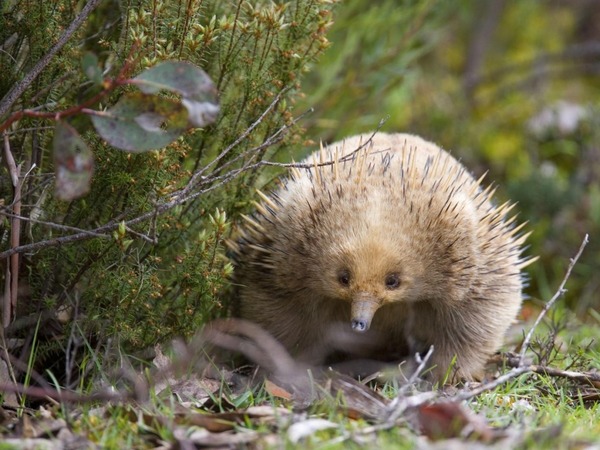 Attention ça pique, l'Australie est son lieu de vie !