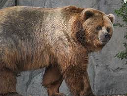 L'ours Kodiak vit presque exclusivement en...?