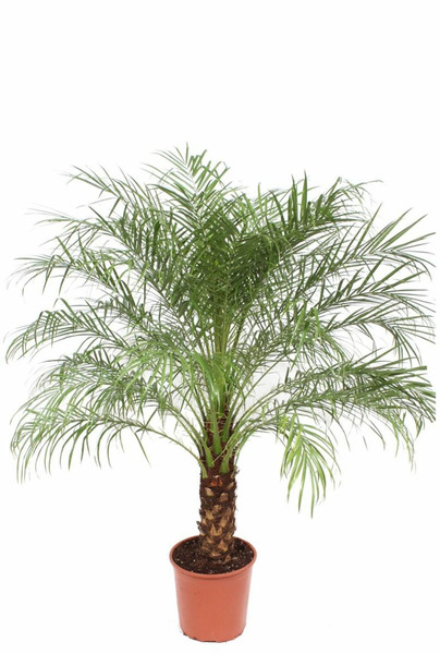 Donnez le nom usuel de cette plante ?