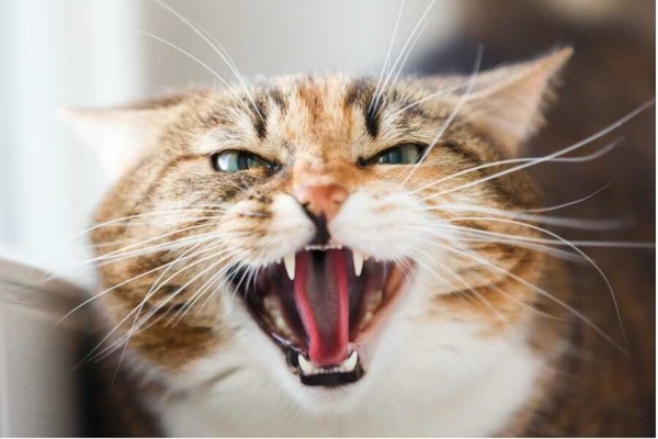 Quelle est l'expression exacte pour un chat qui souffle ou grogne ?