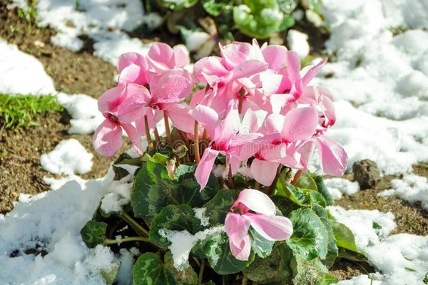 Comment qualifie-t-on une plante qui fleurit en plein hiver, ou qui peut vivre dans la neige ?