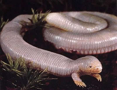 Ce reptile ressemble à un gros ver rose avec deux pattes avant :