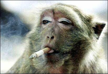 Quel est cet animal qui fait sa pause cigarette ?