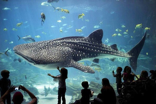 Quel est le plus grand aquarium du monde ?