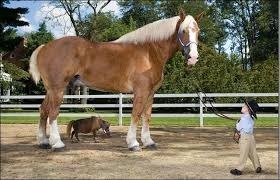 Quel est le plus petit cheval au monde ?