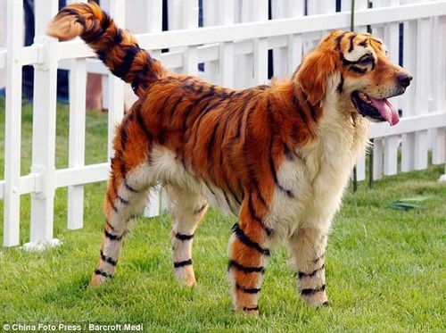 Est-ce un tigre ?