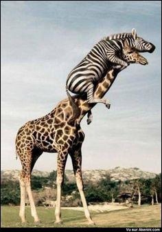 Le zèbre et la girafe ont perdu leurs amis ! Après qui cherchent-ils ?