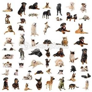 En combien de groupes sont divisés les races de chiens ?