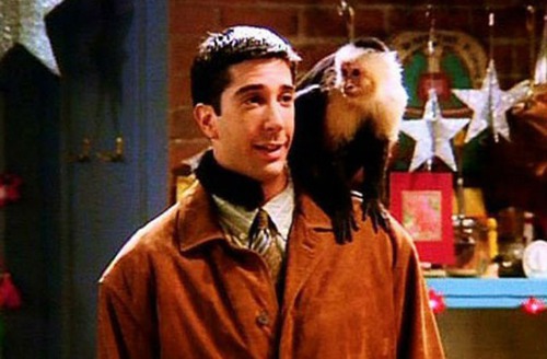 Comment se prénomme le singe de Ross ?